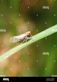 Attēlu rezultāti vaicājumam “Javesella pellucida”