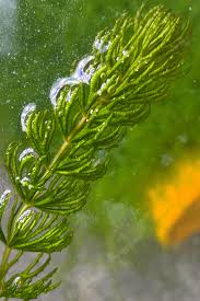 Attēlu rezultāti vaicājumam “Ceratophyllum demersum”