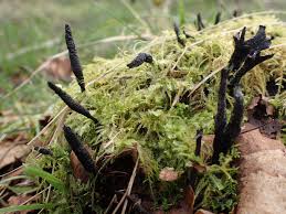 Attēlu rezultāti vaicājumam “Xylaria longipes”