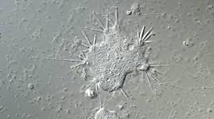 Attēlu rezultāti vaicājumam “Symphytocarpus impexus young”