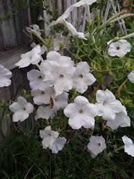 Image result for Petunia hybrida