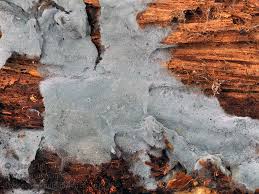 Attēlu rezultāti vaicājumam “Byssocorticium atrovirens”