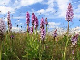 Attēlu rezultāti vaicājumam “Dactylorhiza fuchsii bud”