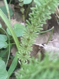 Attēlu rezultāti vaicājumam “Equisetum pratense”