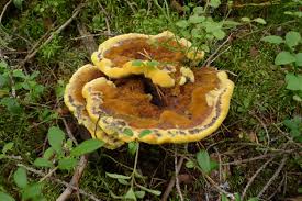 Attēlu rezultāti vaicājumam “Phaeolus schweinitzii”