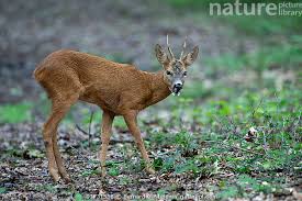 Attēlu rezultāti vaicājumam “Capreolus capreolus”