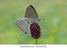 Attēlu rezultāti vaicājumam “Maculinea teleius”