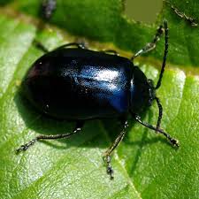 Attēlu rezultāti vaicājumam “Agelastica alni”