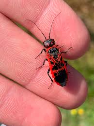 Attēlu rezultāti vaicājumam “Caenolyda reticulata”