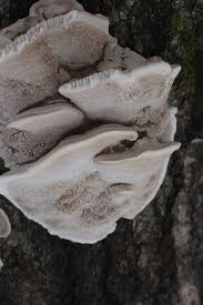 Attēlu rezultāti vaicājumam “Bjerkandera fumosa”