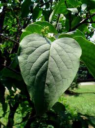 Attēlu rezultāti vaicājumam “Syringa reticulata subsp. amurensis leaf”