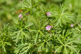 Attēlu rezultāti vaicājumam “Geranium dissectum”