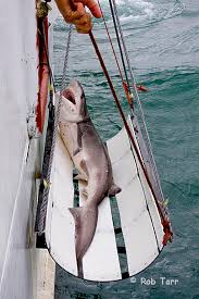 Image result for Notorynchus cepedianus