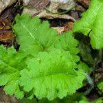 Attēlu rezultāti vaicājumam “Primula farinosa fruit”