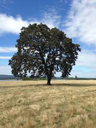 Attēlu rezultāti vaicājumam “Quercus”