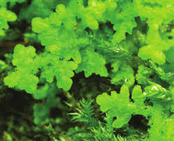 Attēlu rezultāti vaicājumam “Trichocolea tomentella”