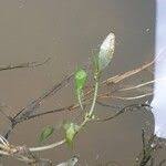 Attēlu rezultāti vaicājumam “Elatine hydropiper leaf”