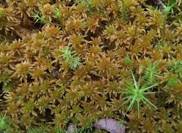 Attēlu rezultāti vaicājumam “Sphagnum girgensohnii”