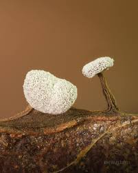 Attēlu rezultāti vaicājumam “Didymium clavus”