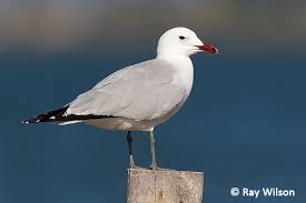Image result for Larus audouinii