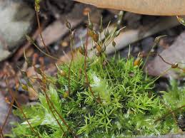 Attēlu rezultāti vaicājumam “Campylium stellatum sporophyte”