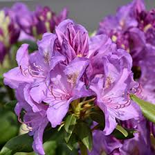 Attēlu rezultāti vaicājumam “Rhododendron catawbiense”