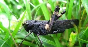 Attēlu rezultāti vaicājumam “Psophus stridulus”