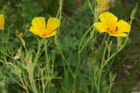 Attēlu rezultāti vaicājumam “Eschscholzia californica leaf”