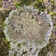 Attēlu rezultāti vaicājumam “Physconia detersa”