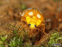 Attēlu rezultāti vaicājumam “Halyzia sedecimguttata”