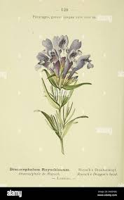 Attēlu rezultāti vaicājumam “Dracocephalum ruyschiana flower”