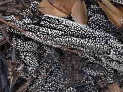 Attēlu rezultāti vaicājumam “Physarum globuliferum”