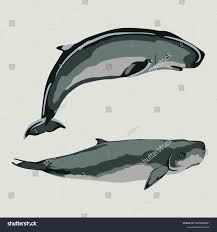 Image result for Kogia breviceps