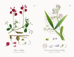 Attēlu rezultāti vaicājumam “Lathyrus tuberosus”
