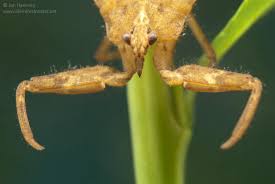 Attēlu rezultāti vaicājumam “Nepa cinerea nymph”