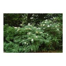 Attēlu rezultāti vaicājumam “Sorbaria sorbifolia”