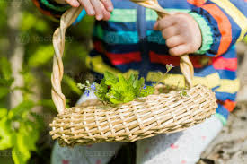 Attēlu rezultāti vaicājumam “Veronica persica fruit”