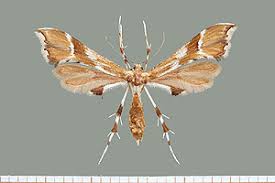 Attēlu rezultāti vaicājumam “Cnaemidophorus rhododactyla”