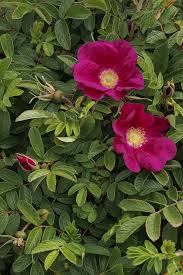 Attēlu rezultāti vaicājumam “xComagaria rosea”