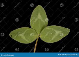 Attēlu rezultāti vaicājumam “Trifolium pratense leaf”