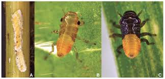 Attēlu rezultāti vaicājumam “Aphrophoridae imago”
