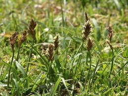 Attēlu rezultāti vaicājumam “Blysmus compressus”