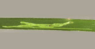 Attēlu rezultāti vaicājumam “Luzula luzuloides leaf”