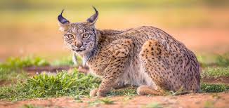 Attēlu rezultāti vaicājumam “Lynx lynx”
