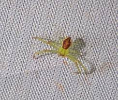 Attēlu rezultāti vaicājumam “Diaea dorsata male”