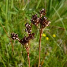 Attēlu rezultāti vaicājumam “Luzula multiflora”
