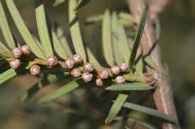 Attēlu rezultāti vaicājumam “Taxus baccata female flower”