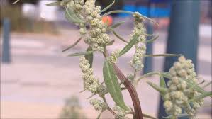 Attēlu rezultāti vaicājumam “Atriplex littoralis”