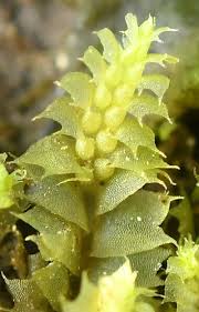 Attēlu rezultāti vaicājumam “Lophocolea coadunata”