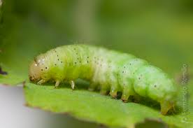 Attēlu rezultāti vaicājumam “Cosmia trapezina”